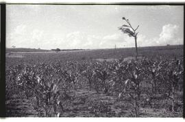 Campo de milho do Posto Indígena