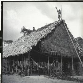 Índios Urubu trabalhando na cobertura da casa indígena