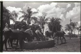 Cavalos do Posto Indígena