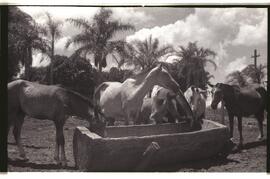 Cavalos do Posto Indígena