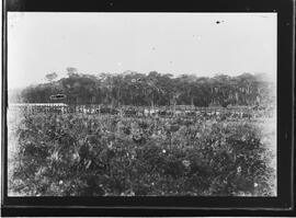 Campo