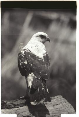 Gavião